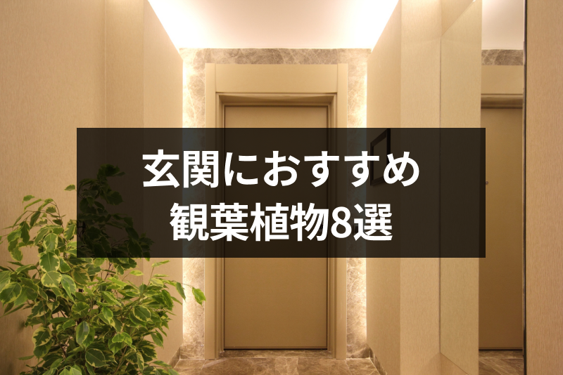 風水におすすめな玄関の観葉植物8選 効果をアップさせる選び方や置き場所 出会いをサポートするマッチングアプリ 恋活 占いメディア シッテク
