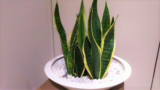風水におすすめな玄関の観葉植物8選 効果をアップさせる選び方や置き場所 出会いをサポートするマッチングアプリ 恋活 占いメディア シッテク