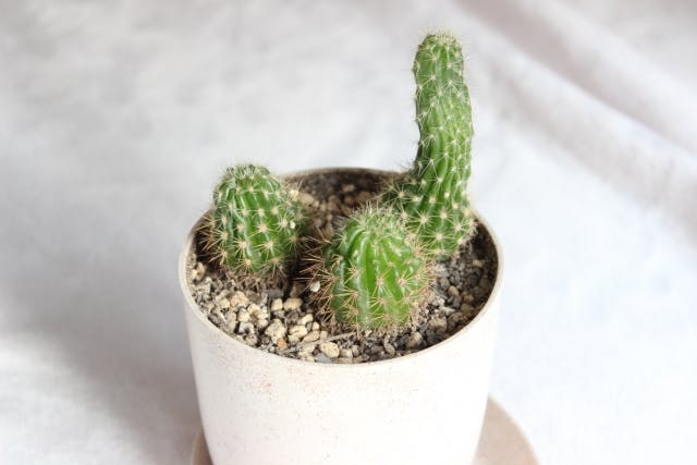風水におすすめな玄関の観葉植物8選 効果をアップさせる選び方や置き場所 出会いをサポートするマッチングアプリ 恋活 占いメディア シッテク 風水におすすめな玄関の観葉植物8選 効果をアップさせる選び方や置き場所 出会いをサポートするマッチングアプリ 恋活 占いメディア シッテク