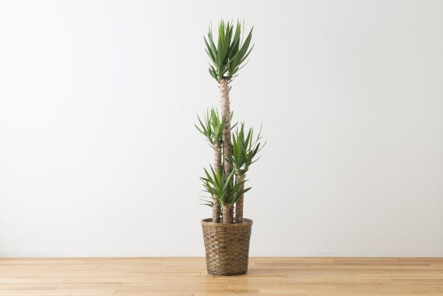 風水におすすめな玄関の観葉植物8選 効果をアップさせる選び方や置き場所 出会いをサポートするマッチングアプリ 恋活 占いメディア シッテク