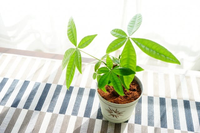 風水におすすめな玄関の観葉植物8選 効果をアップさせる選び方や置き場所 出会いをサポートするマッチングアプリ 恋活 占いメディア シッテク