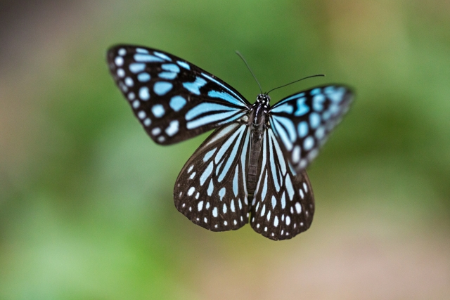 蝶がもつスピリチュアルなメッセージとは？シチュエーション・蝶々の色